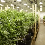 cannabis-medicinal-dra-claudia-mano