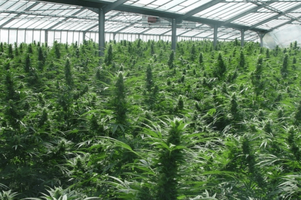 cultivo-cannabis-16x9